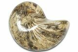 Cut & Polished Jurassic Nautilus Fossil (Half) - Madagascar #365528-1